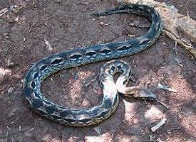 Photo: Madagascar ground boa