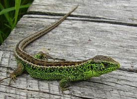 Photo: Lézard des souches