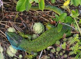 Photo: European green lizard