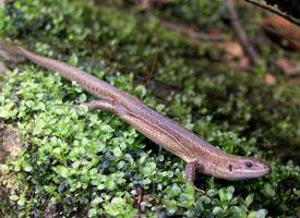 Photo: Lézard vivipare