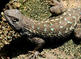 Photo: Western fence lizard