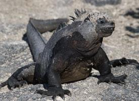 Photo: Marine iguana