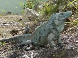 Photo: Iguane bleu