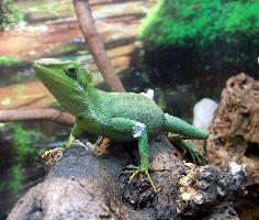 Photo: Eastern casquehead iguana