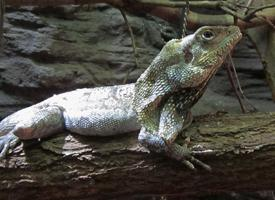 Photo: Frilled lizard