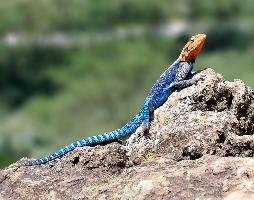 Photo: Common agama