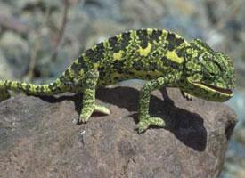 Photo: Common chameleon