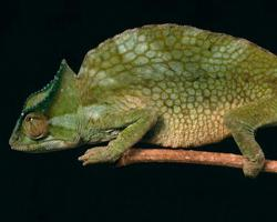 Photo: Crested chameleon