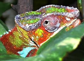 Photo: Panther chameleon