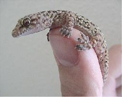 Photo: Gecko nocturne