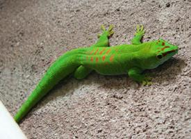 Photo: Gecko géant de madagascar