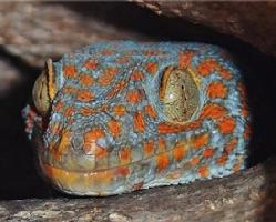 Photo: Gecko tokay