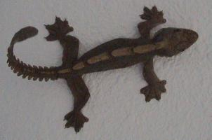 Photo: Gecko volant