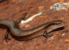 Photo: European copper skink