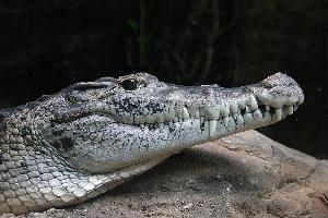 Photo: New guinea crocodile