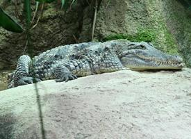 Photo: Crocodile du nil