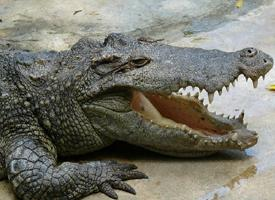 Photo: Siamese crocodile