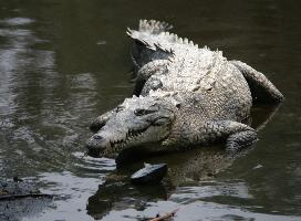 Photo: Crocodile américain