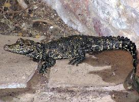 Photo: Dwarf crocodile