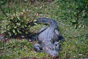 Photo: Chinese alligator