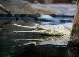 Photo: Gharial