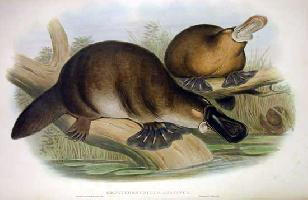 Photo: Platypus