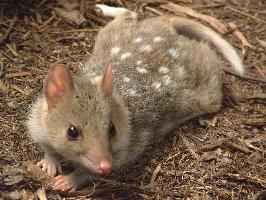 Photo: Eastern quoll