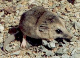 Photo: Dunnart à pieds étroits