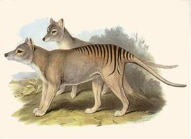 Photo: Thylacine