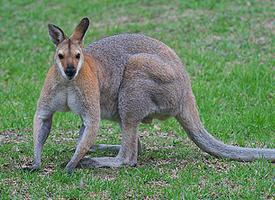 Photo: Whiptail wallaby