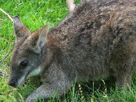 Photo: Parma wallaby