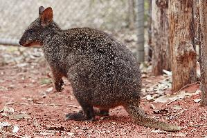 Photo: Quokka