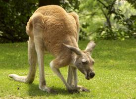 Photo: Red kangaroo