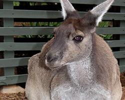 Photo: Western grey kangaroo