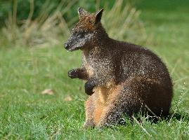 Photo: Swamp wallaby