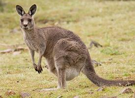 Photo: Eastern grey kangaroo