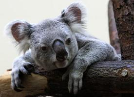 Photo: Koala