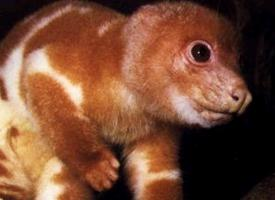 Photo: Common spotted cuscus