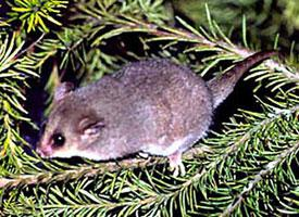 Photo: Eastern pygmy possum