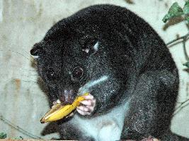 Photo: Ground cuscus