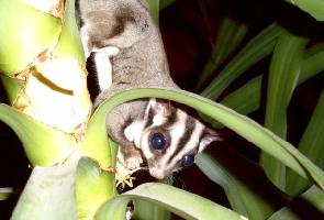 Photo: Sugar glider