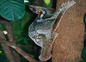 Photo: Sunda flying lemur