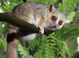 Photo: Eastern woolly lemur