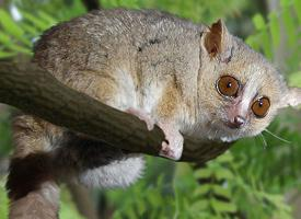 Photo: Gray mouse lemur