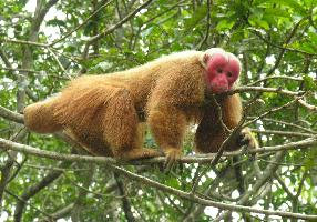 Photo: Bald uakari