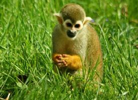 Photo: Guianan squirrel monkey