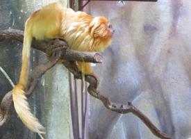 Photo: Golden lion tamarin