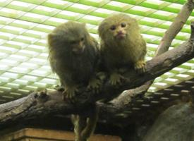 Photo: Western pygmy marmoset