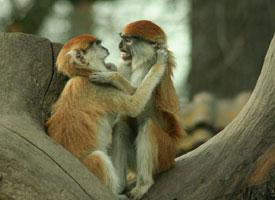 Photo: Common patas monkey