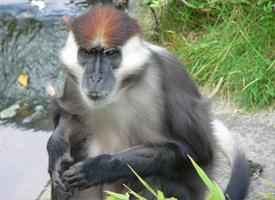 Photo: Collared mangabey